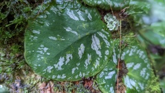 Monstera tuberculata