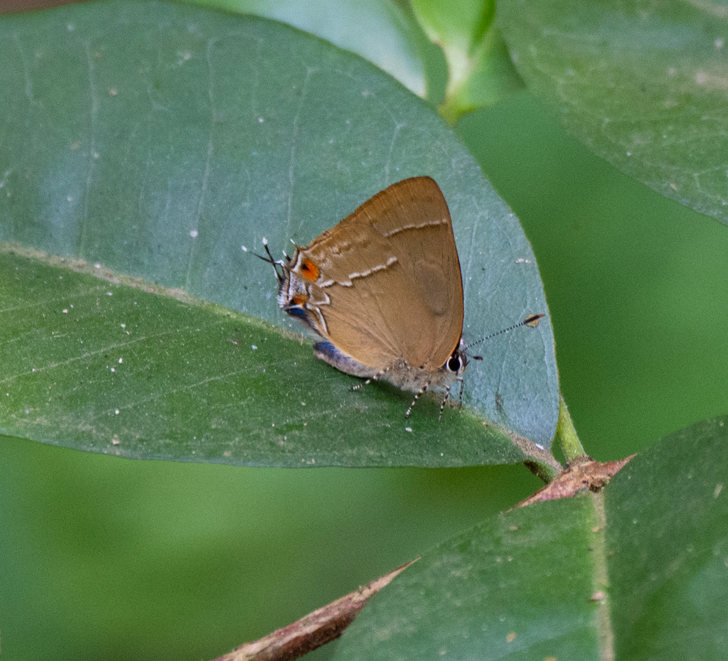 Theclopsis murex