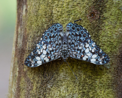 Hamadryas fornax