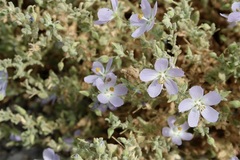 Cristaria integerrima