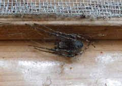 Larinioides ixobolus