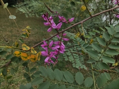 Indigofera cassioides