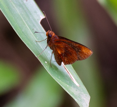 Miltomiges cinnamomea