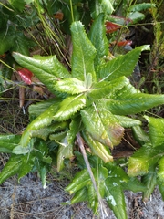 Hermas villosa