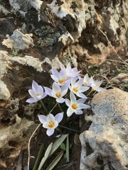 Crocus laevigatus