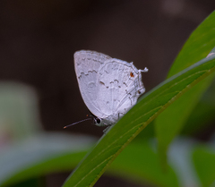 Ostrinotes sophocles