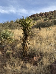 Yucca treculiana