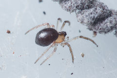 Lasaeola testaceomarginata