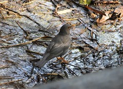 Turdus simillimus