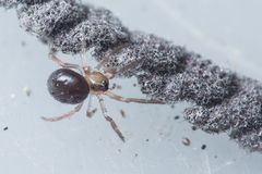 Lasaeola testaceomarginata