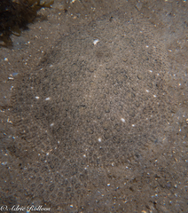 Scophthalmus rhombus