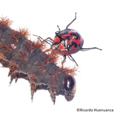 Brontocoris nigrolimbatus