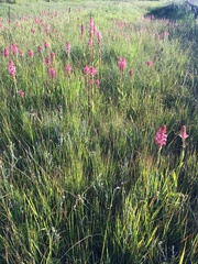 Satyrium hallackii ocellatum