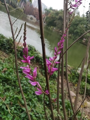 Indigofera cassioides