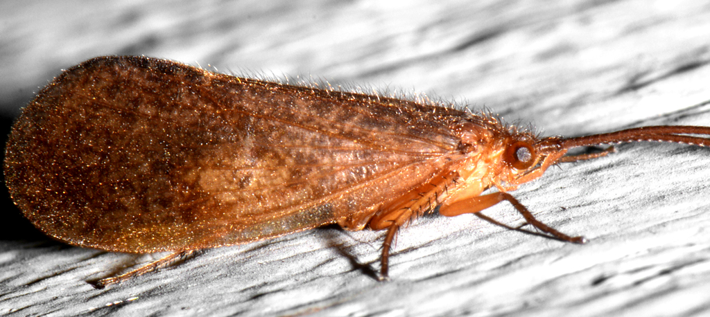 Eastern Box-wing Sedges