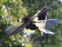 Libelloides coccajus