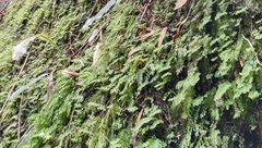 Hymenophyllum capense