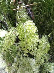 Hymenophyllum capense