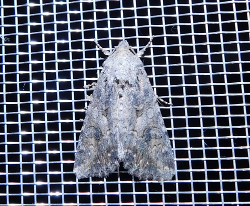 Nutmeg Moth, photo 6 of 7