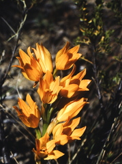 Chloraea nudilabia