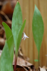 Erythronium propullans