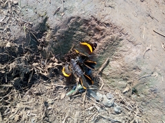 Vanessa dimorphica dimorphica