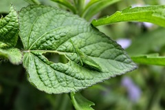Atractomorpha acutipennis gerstaeckeri