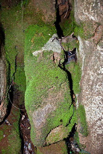 Fissidens oblongifolius observed 2010-11-18
