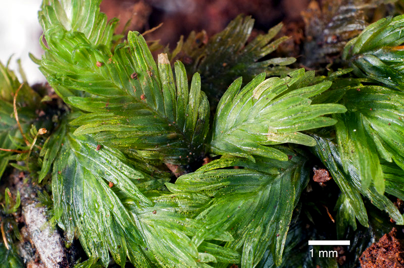 Fissidens oblongifolius