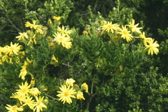 Senecio planiflorus