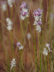Ptilotus schwartzii
