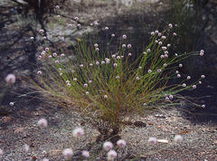 Ptilotus schwartzii