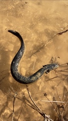 Siren lacertina