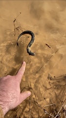 Siren lacertina