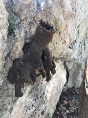 Lestrimelitta niitkib