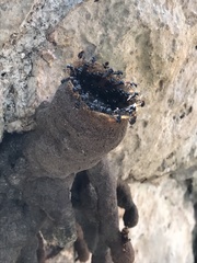 Lestrimelitta niitkib