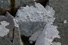 Phlyctis petraea