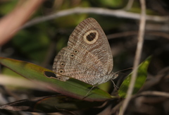 Ypthima lisandra