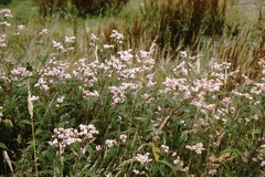 Koenigia campanulata