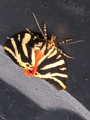 Euplagia quadripunctaria