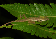 Anolis maculiventris