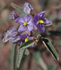 Seringia integrifolia