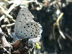 Pseudophilotes baton