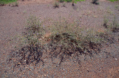 Seringia integrifolia