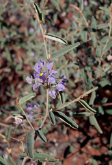 Seringia integrifolia