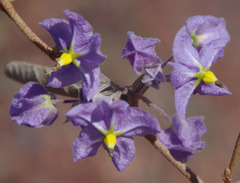 Seringia integrifolia