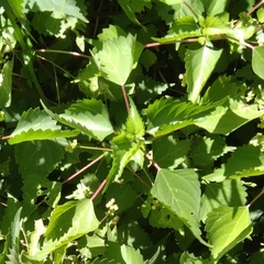 Laportea peduncularis