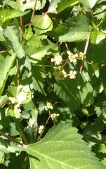 Laportea peduncularis