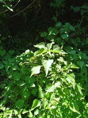 Laportea peduncularis