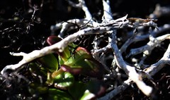 Thamnolia vermicularis